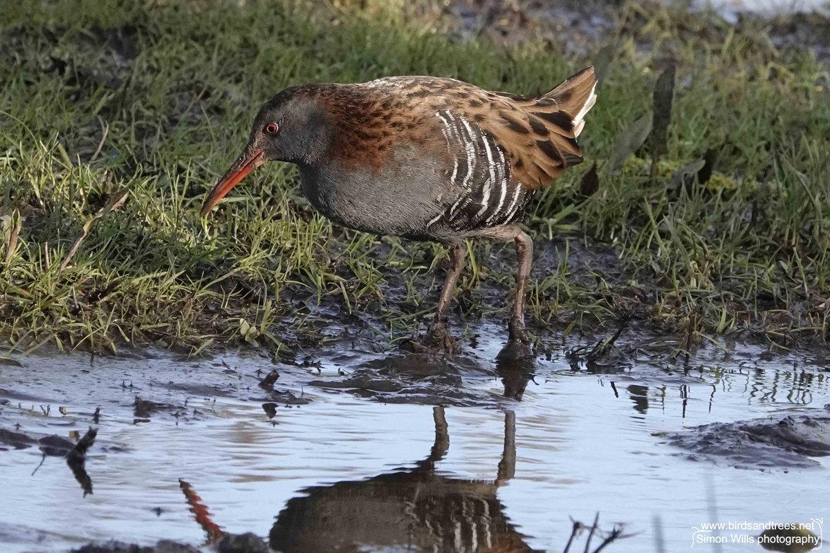 I kept walking past the place where I'd heard a Water Rail but he refused to show himself. Then, just as the sun was going down, out he came! I knelt in a very deep puddle to get this shot. #birdtonic #wildlifephotography #birdwatching #birds