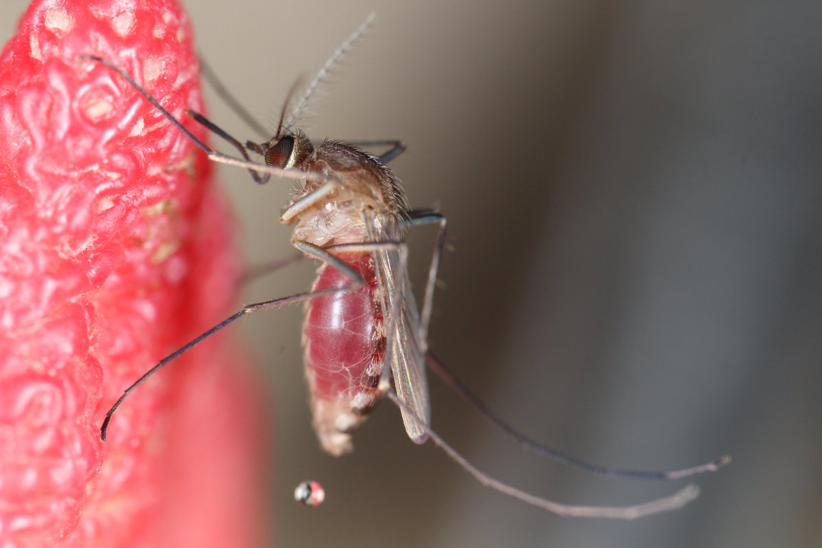 hamer_lab's tweet photo. Always surprised by the clouds of Culex mosquitoes that feast on my backyard chickens.  Took the opportunity over the weekend to capture some macro shots and yielded a bonus Culicoides feeding on the turkey legs. Peak #WestNileVirus season so dump/drain water to #FightTheBite! https://t.co/TWJBStofF2