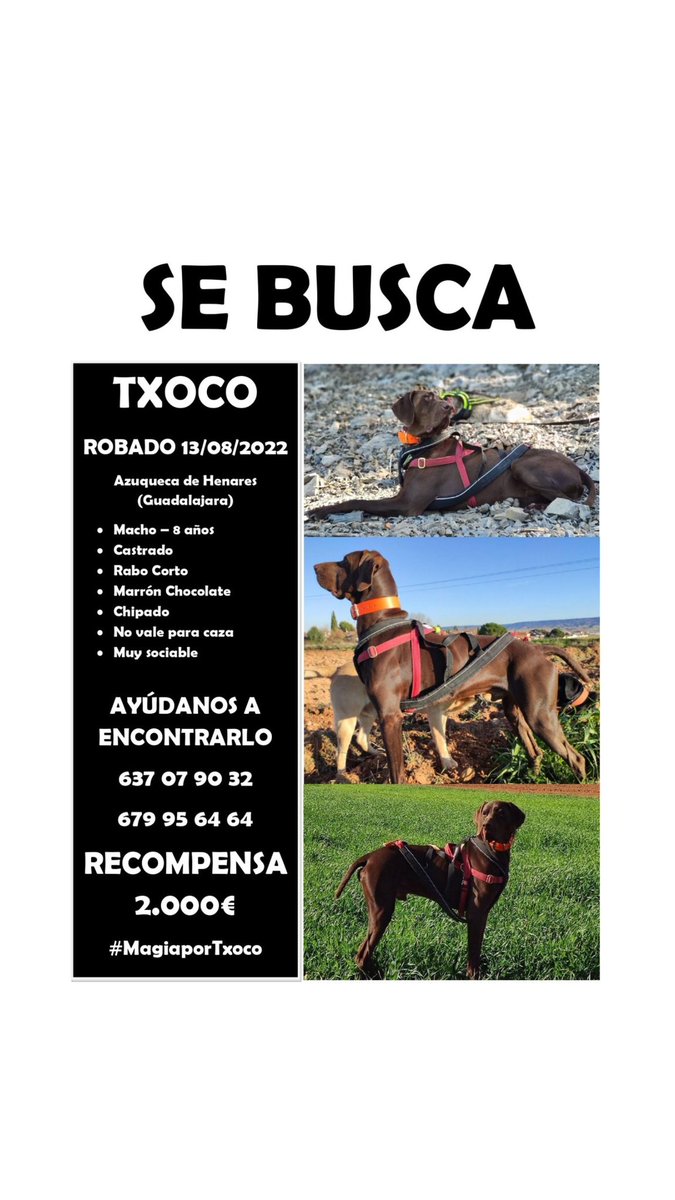 David_GPuerta's tweet photo. Un gran amigo, busca a su perro.
Se lo han robado unos 💩's
Espero que lo encuentre, pocas personas conozco como él por la pasión que tiene a los perros.
https://t.co/rLOxLDBThl https://t.co/kVwNdFZHtd