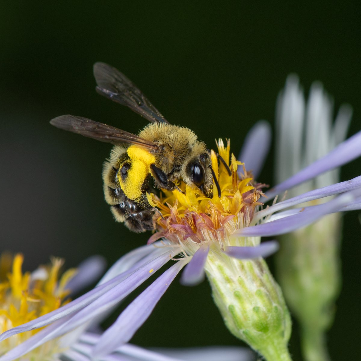 Andrena hirticincta (hairy-banded mining bee) is a pollen specialist of Asteraceae. I know fall is approaching when I see these ladies out foraging for pollen on asters and goldenrods. The female pictured here is visiting big-leaved aster (Eurybia macrophylla). #bees #Andrena