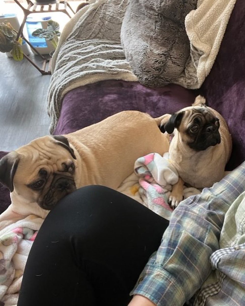 DFWPugRescue's tweet photo. 💙🐾HAPPY TAILS 🐾💙 Bryce was adopted by Brenda Sierra 🎉 Bryce is in the middle in the second photo! https://t.co/BVdIBJuBh6