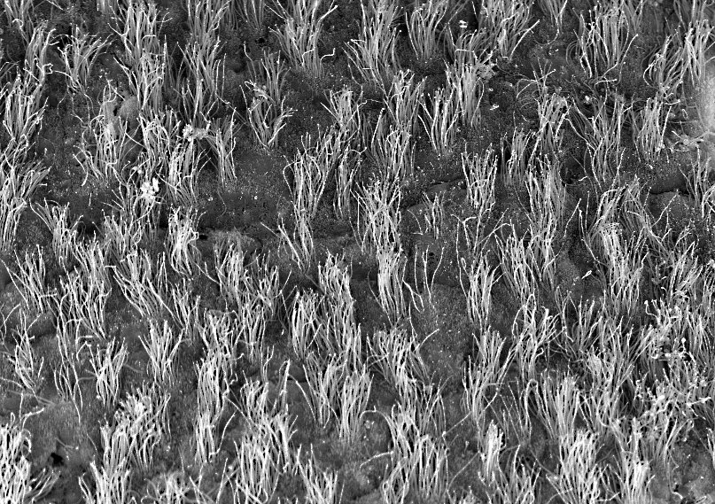 Speaking of mega droughts and watering lawns, here is a perfectly manicured (and watered) #cilialawn.