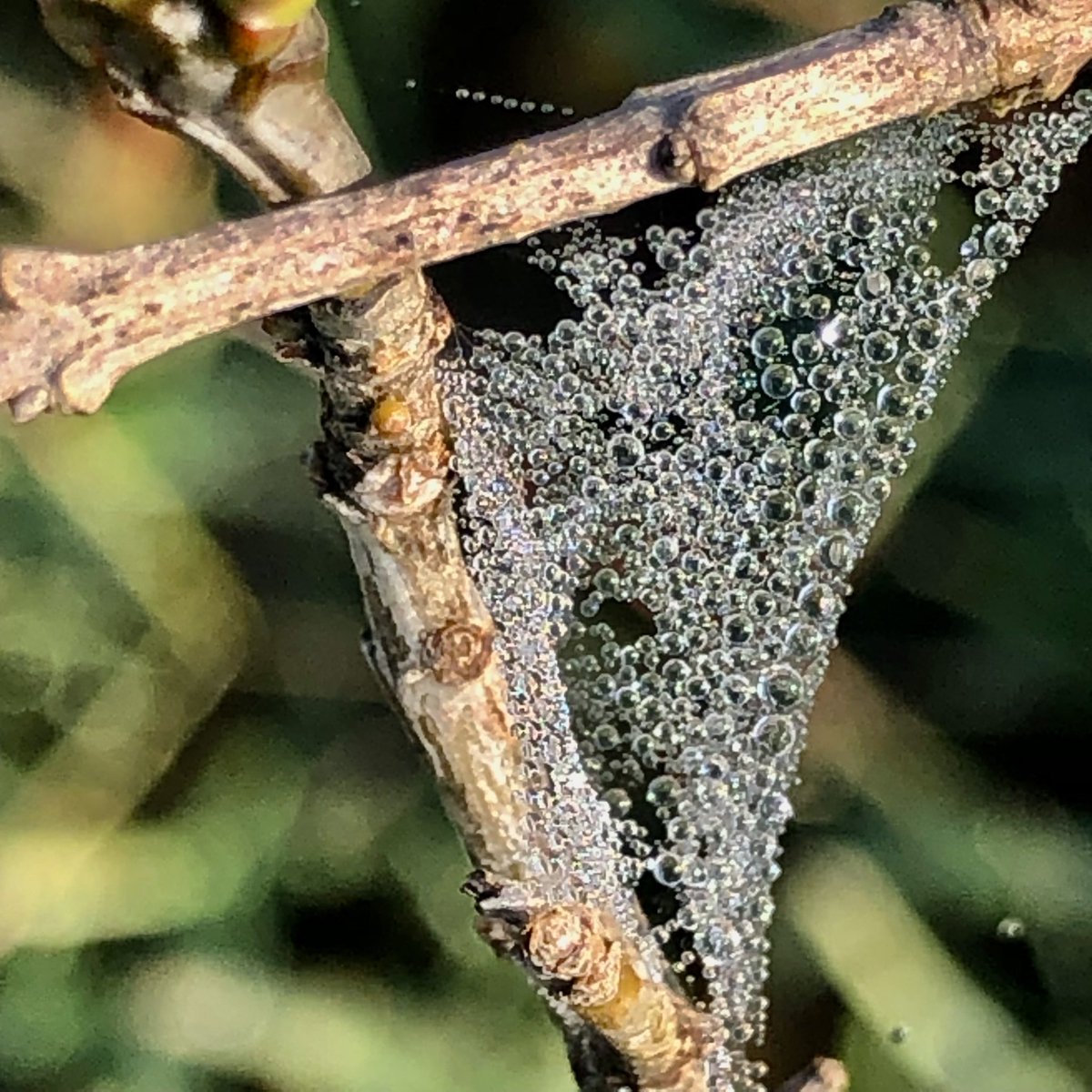 Pastor_Jim's tweet photo. #Psalm51
Behold, you delight in truth in the inward being, and you teach me wisdom in the secret heart.Psalm 51:6 #PsalmForToday #mymorningpromenade🏃 #stuffiliketolookat https://t.co/QIFvukcOlw