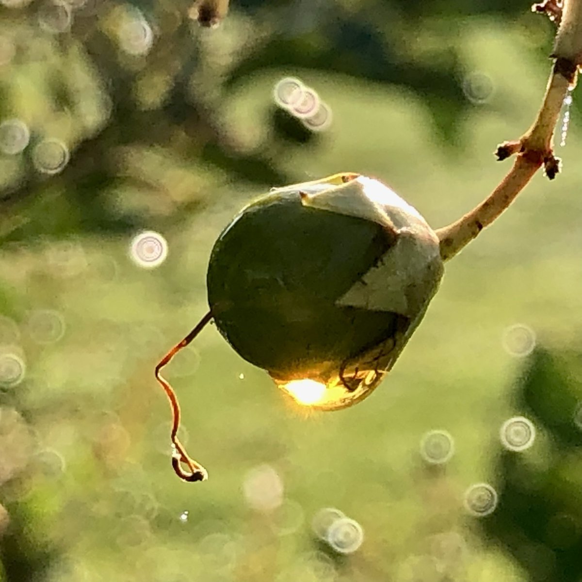 Pastor_Jim's tweet photo. #Psalm51
Behold, you delight in truth in the inward being, and you teach me wisdom in the secret heart.Psalm 51:6 #PsalmForToday #mymorningpromenade🏃 #stuffiliketolookat https://t.co/QIFvukcOlw