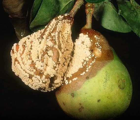 Sadece iyi olman yetmez;
Kötüden de uzak durman gerekir...