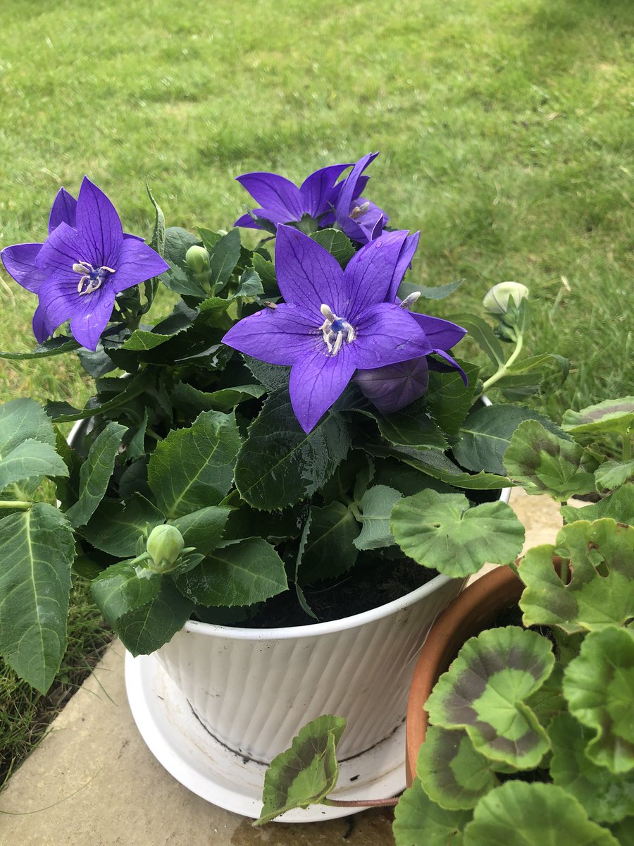 _FionaDearing_'s tweet photo. Love pottering in our garden .. very relaxing.. can you guess my favourite colour 🤔😂 https://t.co/EbmWORWyt7