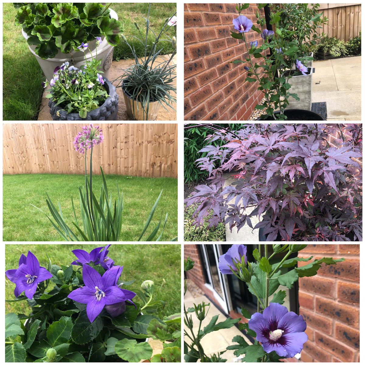 _FionaDearing_'s tweet photo. Love pottering in our garden .. very relaxing.. can you guess my favourite colour 🤔😂 https://t.co/EbmWORWyt7