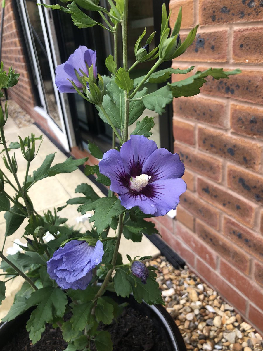 _FionaDearing_'s tweet photo. Love pottering in our garden .. very relaxing.. can you guess my favourite colour 🤔😂 https://t.co/EbmWORWyt7