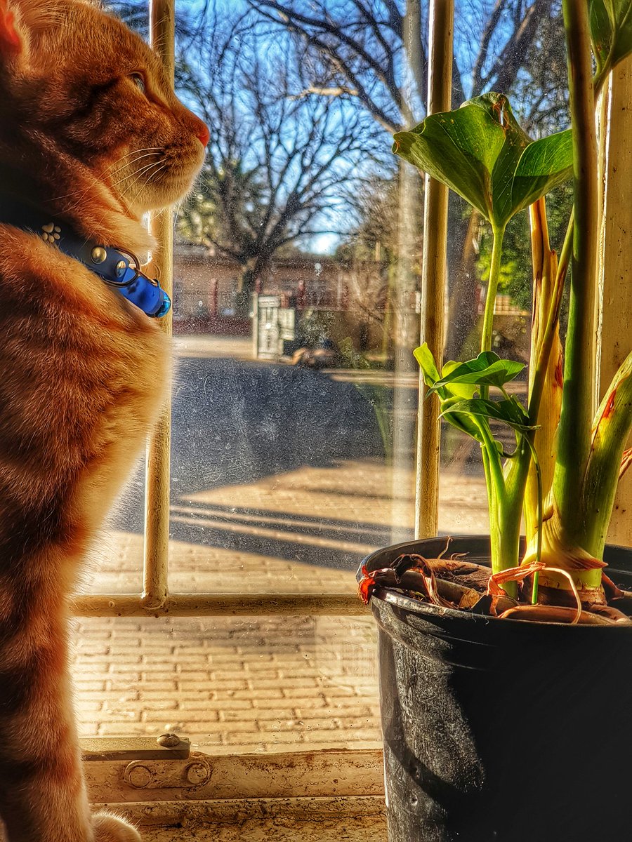 Photo of the day ... 😻
#photography #gingercat #lovingcats #bigboy #Twitter