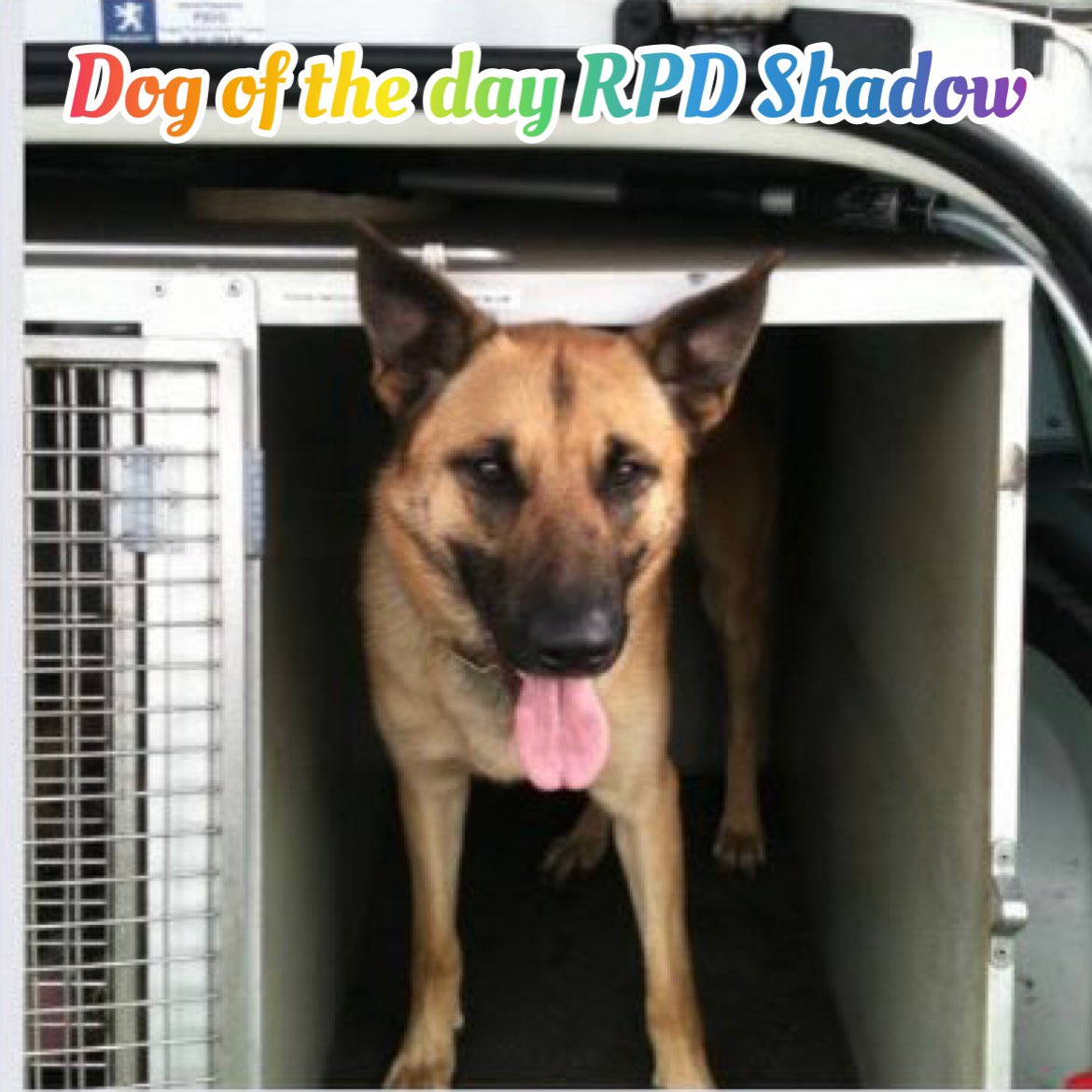 K9memorialUk's tweet photo. Our dog of the day today is RPD Shadow.

It’s with a heavy heart that we share with you that Shadow recently crossed the rainbow bridge🌈. Our thoughts are with his family at this sad time😢

Thank you for your service🐾💙🐾
#WeWillRememberYou 

@WMPDogs https://t.co/l8xrkvh24D