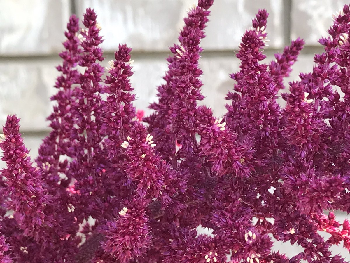 TMMintenko's tweet photo. @strategywoman 9:32 am in Moose Jaw, Saskatchewan on the Canadian prairies 🇨🇦
I’m well, thanks and you?
Closeup of Velvet Curtains (Purple Amaranth) I grow from seed. They grow 5-6 feet in a season!
Talk to you later, Yara #EarthAngel #MagicFairy 🧚🏼♂️♥️🌻🌹😎 https://t.co/SGduytZ3yp