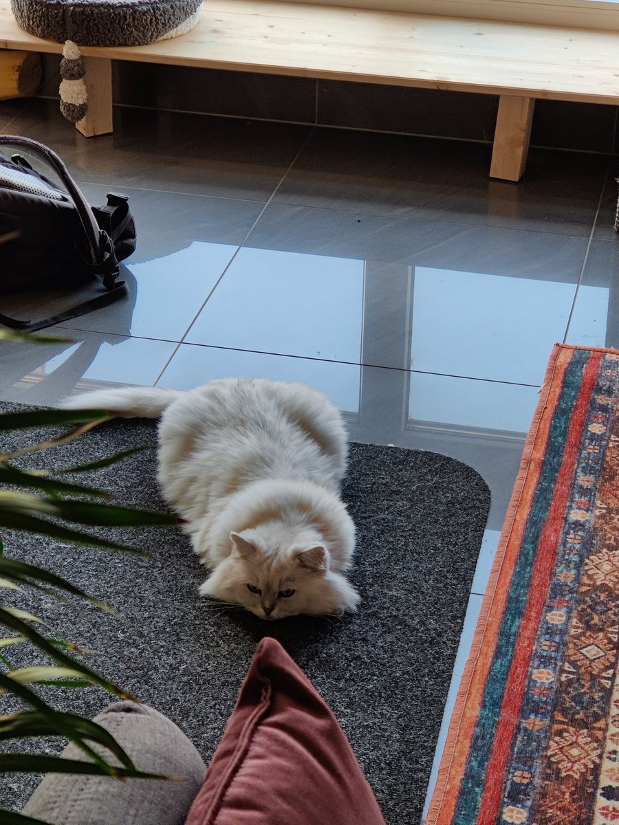 MelemBayati's tweet photo. Sieht noch jemand außer mir die Ähnlichkeit zu einer Haribo Maus?
#catcontent https://t.co/VdM6GDKDC7