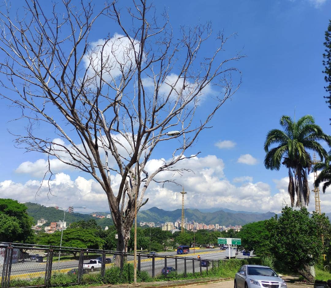 Lomas_DelEste's tweet photo. Un árbol seco en la calle Los Anaucos, presumo que es un "Bucare espinoso" necesita tala urgente y un árbol al lado de la caseta #6 con necrosis e infección por comejen. Así como una poda de formación general @NorteValencia @ImaValencia  @jcfuenmayor @rafaellacava10 https://t.co/OmjDaIDgT5