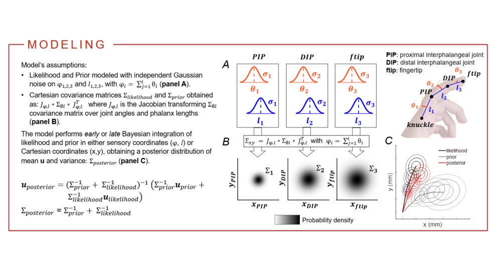 Are you at #ecvp2022?
Come check my poster on Thursday (#23, 11-12:30)!
I will present a computational model of body and posture perception and a VR paradigm to test it. 
Exciting first bit of work with @pmedendorp and <a href="/LukeMillerNeuro/">Luke E. Miller</a> at <a href="/DondersInst/">Donders Institute</a> <a href="/Radboud_Uni/">Radboud University</a>