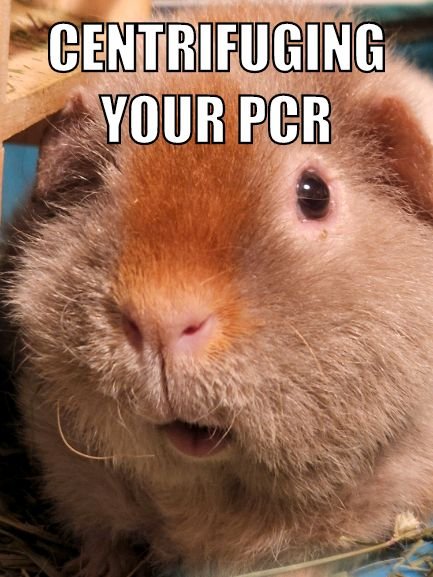 PetrucciNeuro's tweet photo. My guinea pig made a face last night and this is what it reminded me of #sciencetwitter #Science #justscientistthings #STEM #neuroscience https://t.co/8OpU9w5XLY