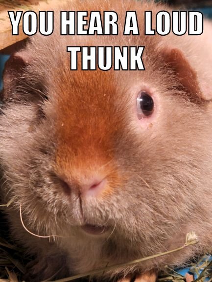 PetrucciNeuro's tweet photo. My guinea pig made a face last night and this is what it reminded me of #sciencetwitter #Science #justscientistthings #STEM #neuroscience https://t.co/8OpU9w5XLY