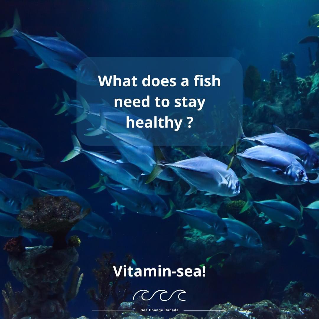 SeaChangeCan's tweet photo. Happy Monday!

#JokeMonday #jokes #jokesoftheday #ocean #oceanjokes #canadian #fish #joke #jokesfordays #nonprofit #nonprofitorganization #vitaminsea #sea #seajoke https://t.co/CJAWbRlqgG