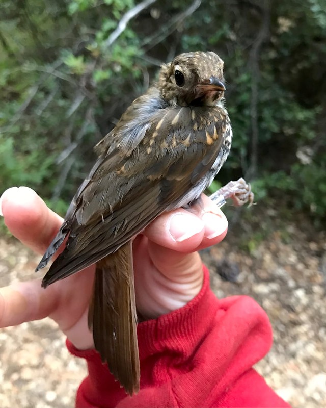 SFBBO's tweet photo. Hermit Thrushes' juvenile plumage, with cute buffy teardrops on their shoulders, doesn't last long -- the birds quickly molt into plainer brown dress -- so it's fun to see while it lasts!
More #NotesFromTheStation: https://t.co/zZsMt3lpQk @FeatheredKatie https://t.co/vkv5rkolGs