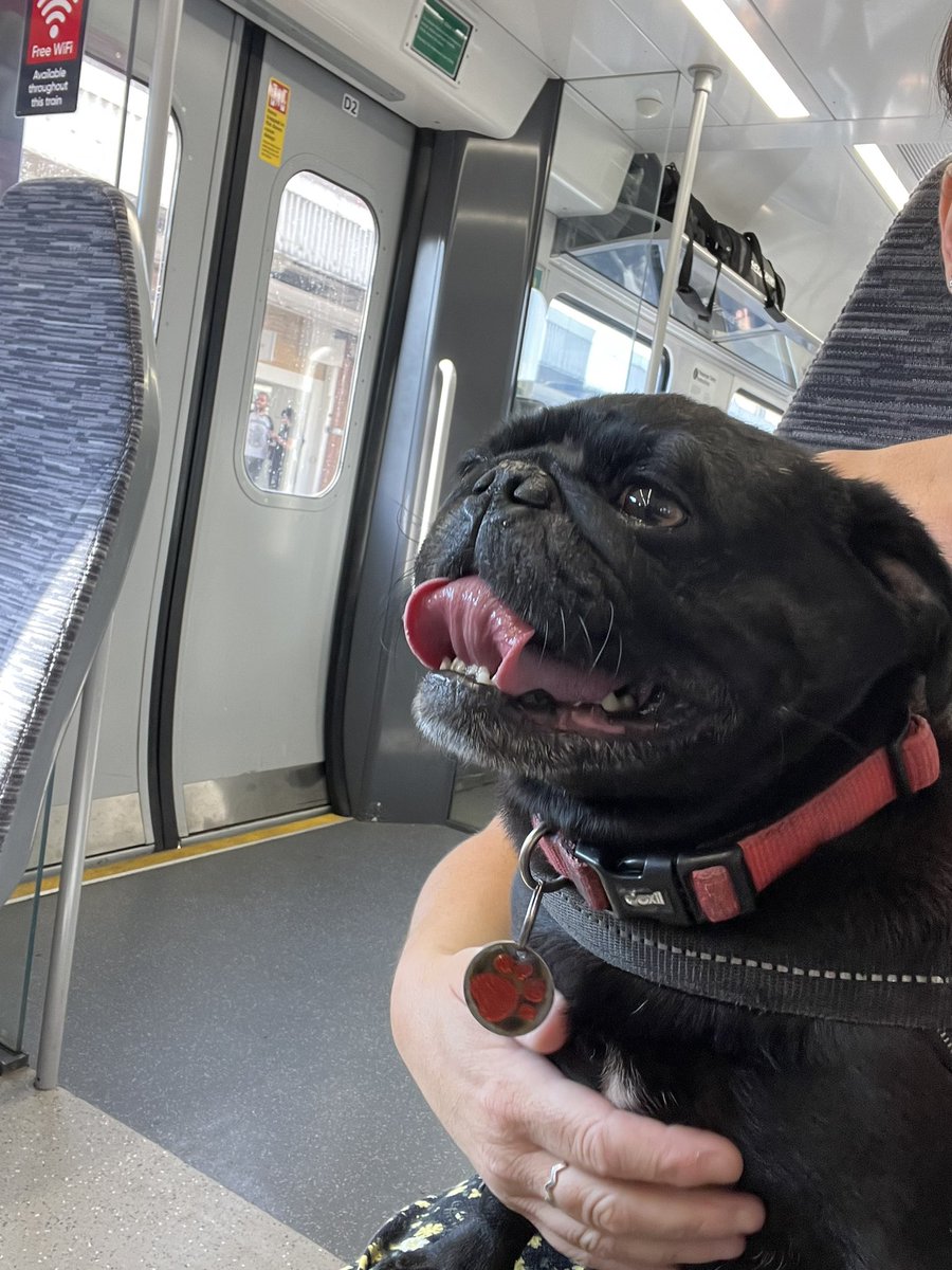 pug_buster's tweet photo. Forget snakes on a plane! I’m a pug on the train! First train ride. 🐍✈️🐶🛤 #pug #dogs #dogsoftwitter https://t.co/kkFd1TB8Pk
