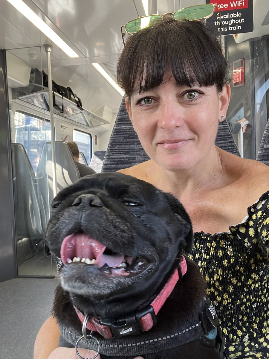 pug_buster's tweet photo. Forget snakes on a plane! I’m a pug on the train! First train ride. 🐍✈️🐶🛤 #pug #dogs #dogsoftwitter https://t.co/kkFd1TB8Pk