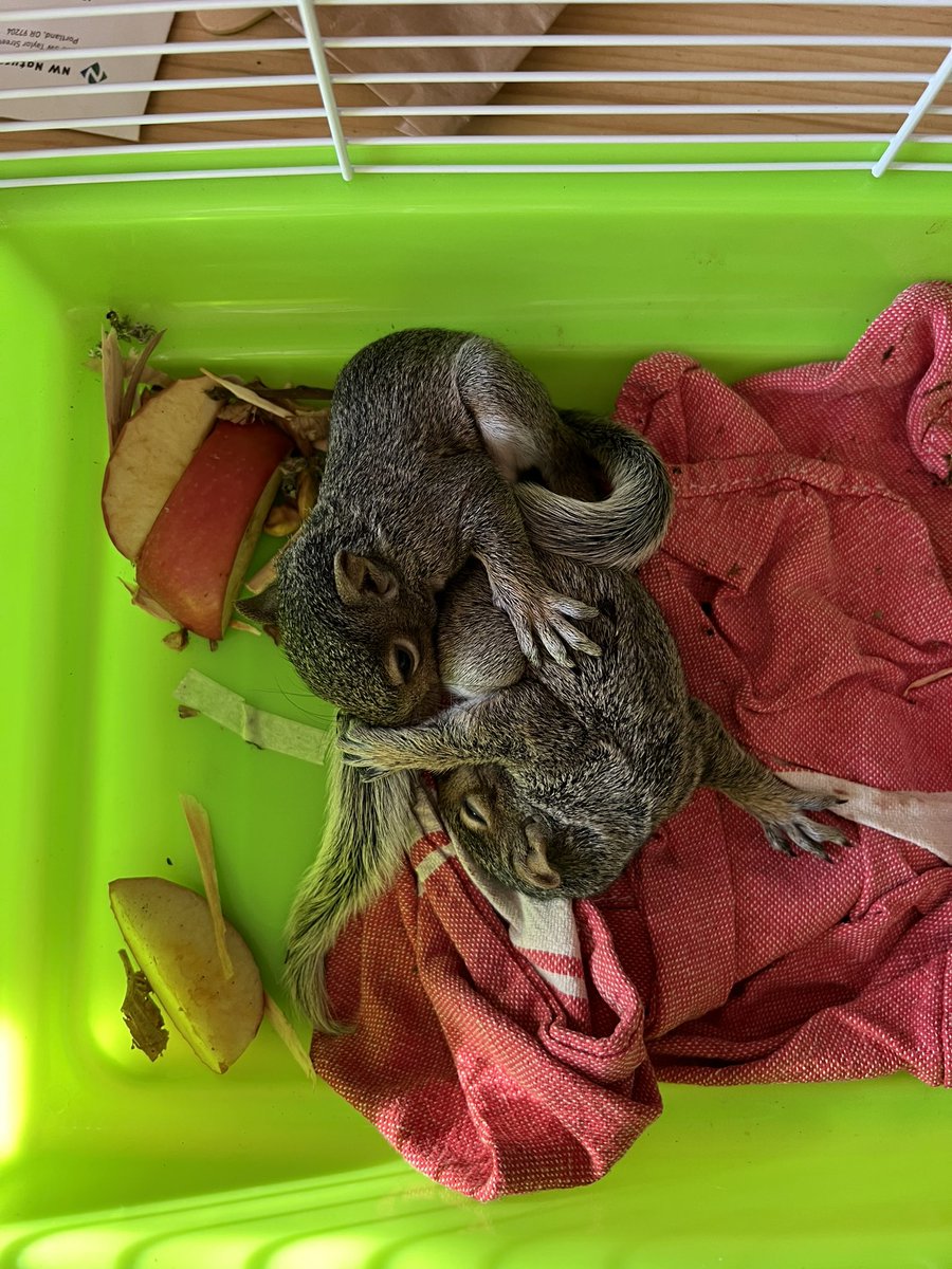 Rocks4MyFamily's tweet photo. If you know someone who is able to rehabilitate baby squirrels in Portland, please DM me! I have two baby squirrels that fell out of their nest and were being attacked by other critters. Apparently there is a waitlist for the squirrel refuge and we don’t have the space to https://t.co/aUksQWrjqH