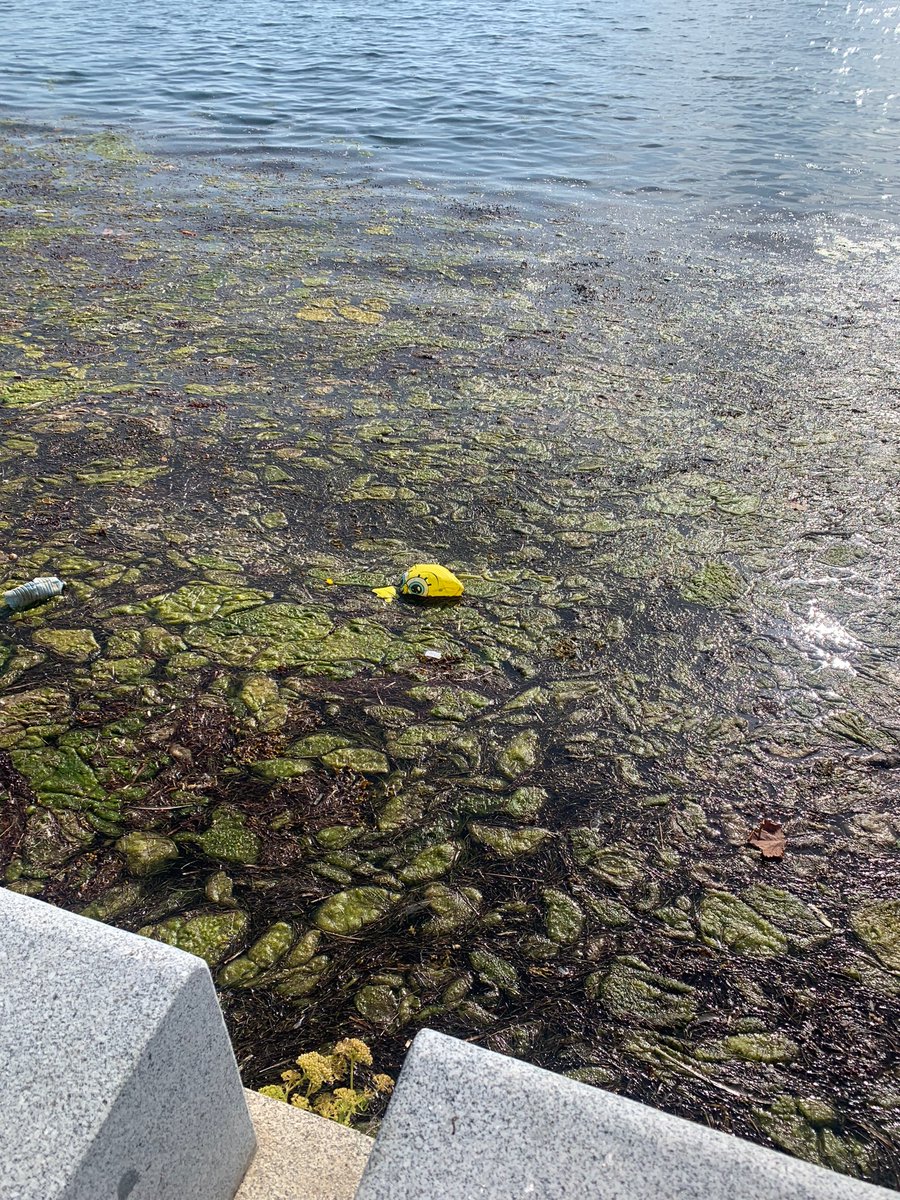 tinoglezvilas's tweet photo. Vive en una piña debajo del mar? https://t.co/EZ3ZQ12WNQ