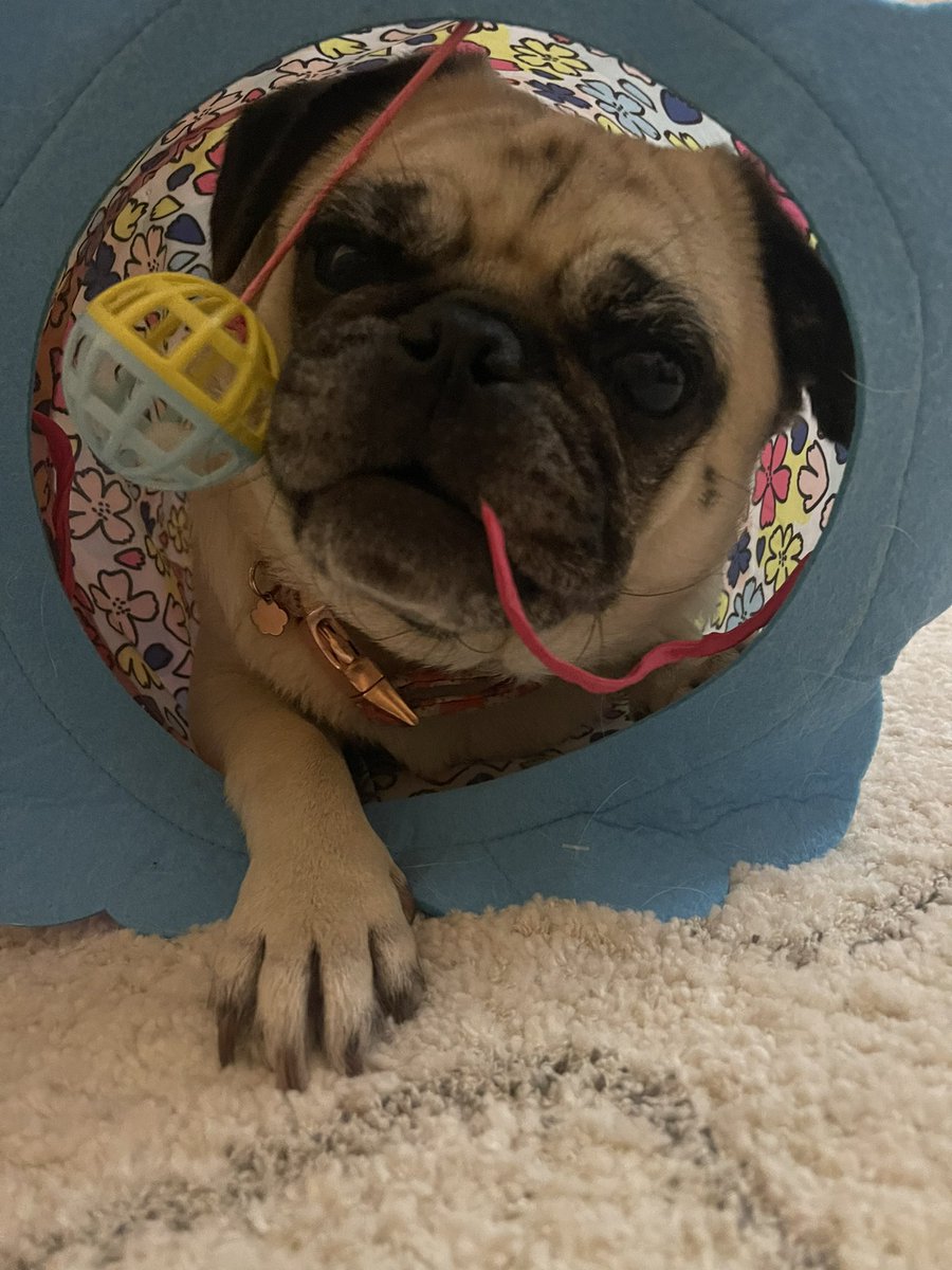 ItsMatchaThePug's tweet photo. Secret tunneeeelll 🎶#happymonday #MatchaThePug #avatar https://t.co/o7wBeVJeK2