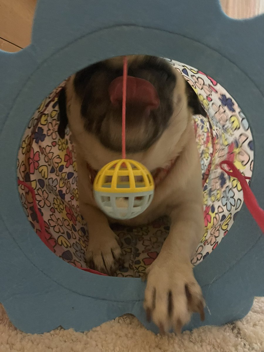 ItsMatchaThePug's tweet photo. Secret tunneeeelll 🎶#happymonday #MatchaThePug #avatar https://t.co/o7wBeVJeK2