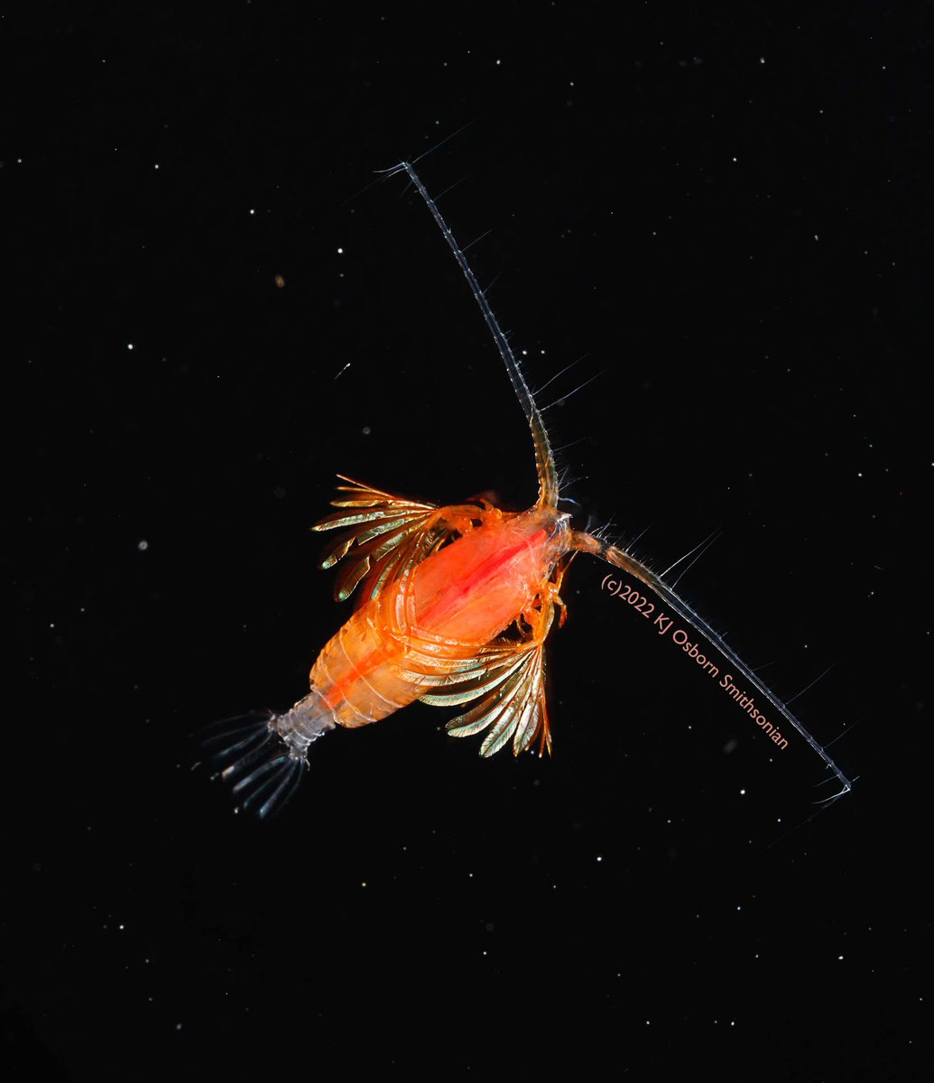 KakaniKatija's tweet image. Here is a beautiful photo of the calanoid #copepod from @InvertebratesDC @OsbornLab that we could use help identifying. Thanks in advance. #DOIGExpedition2022
