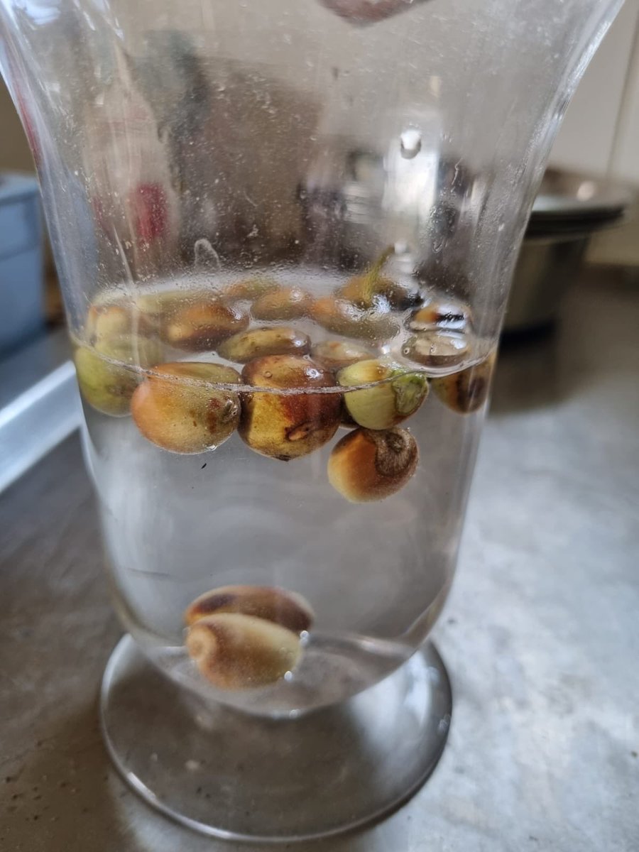 SuffolkTrees's tweet image. #falseautumn if you are collecting tree seeds like these hazelnuts for sowing in #communitytreenurseries don’t forget the float test. Only plant those that sink. @WoodlandTrust #twitterclimatechange and leave some for the #wildlife