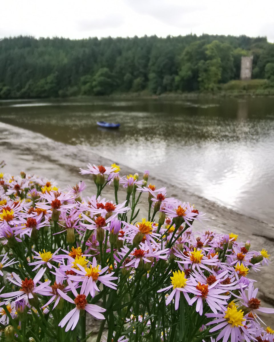 Back_ToThe_Wild's tweet photo. Sea Aster is currently gracing our coastlines and is quite happy to spend much of its life drenched in salt water. "Aster" is from the Latin for star, which would give rise to an alternate name: Star of the Sea. Find Sea Aster along rivers, up to the tidal limits. 

#wildflowers https://t.co/zJoa3SEut5
