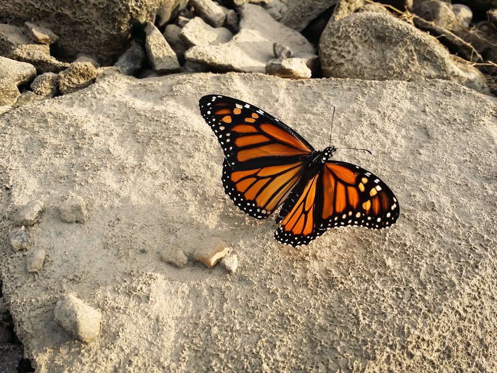 HectorCantres's tweet photo. Monarch #butterfly by the riverbank, keeping me company while I fish.
#MonarchButterfly
#animals #bugs #Butterflies #Entomology #Flowers #insects #nature #naturelovers #NaturePhotography #tinywildlife #TwitterNatureCommunity #wildlife #wildlifephotography https://t.co/oFUAfkvrNl