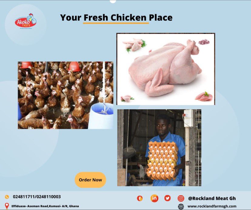 RocklandMeatGh's tweet photo. Did you know? Chickens are fascinating creatures and aside giving us meat they also provide eggs? #chickenfunfact #rocklandfarmsgh 
https://t.co/bDj6XLbn7H https://t.co/03EciH87Jr