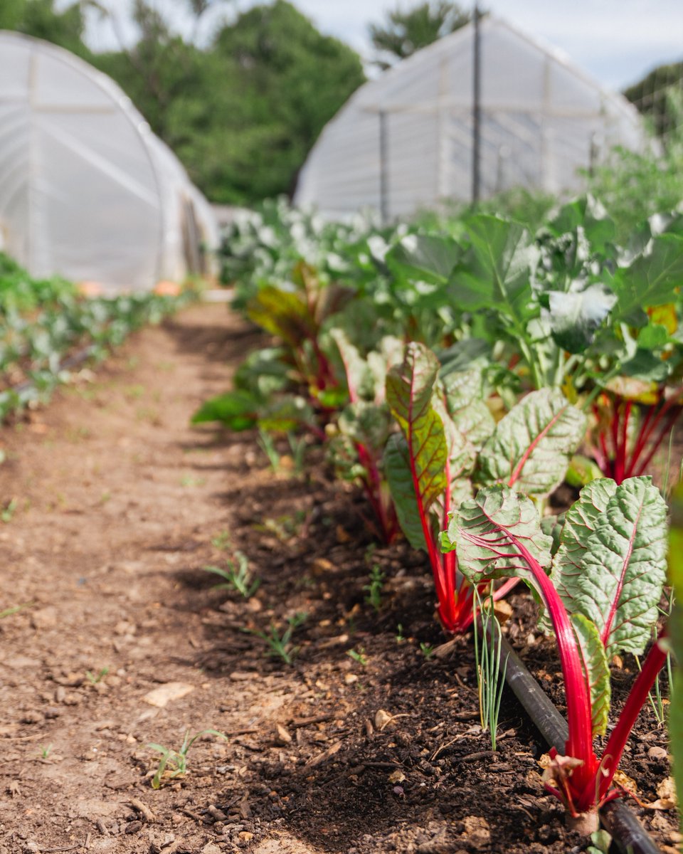 flourishcdc's tweet photo. We have flowers AND greens in our garden. 😍 Visit our website to learn more about volunteering with us at our garden: https://t.co/icHCaxHMSo https://t.co/HlP024r3A2