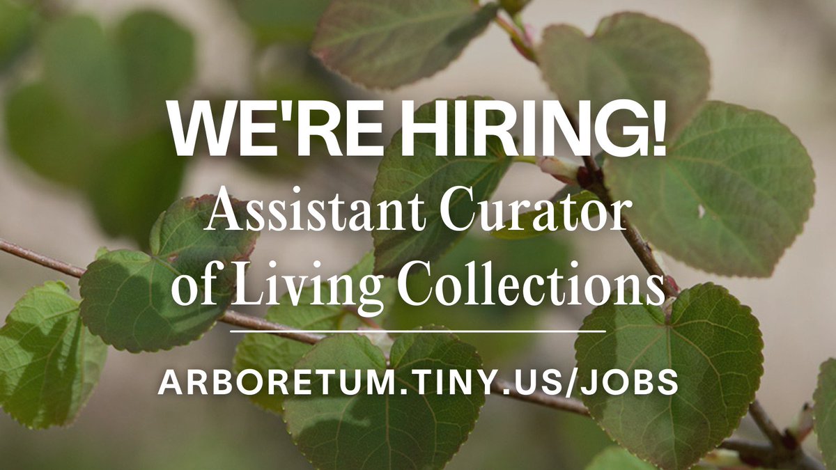 ArnoldArboretum's tweet photo. Does plant exploration excite you? Do you love woody plants? We’re seeking an Assistant Curator to join our Curation and Living Collections teams. Visit https://t.co/iTeTaViABJ to learn more and apply. https://t.co/fy3v6QX8He