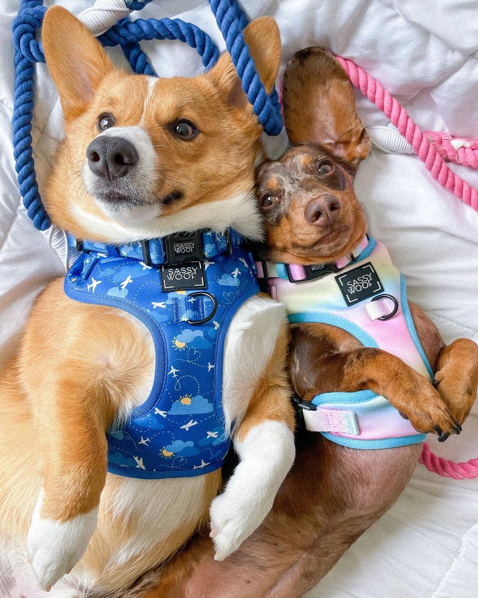 PetSmart's tweet photo. It's the last week of Anything for Dogs Month and we're ending the month with a bang! 💥 Treats members earn 5x Treats points on collars, leashes, harnesses and apparel all week long. Terms apply. Activate offer: https://t.co/z02kkXTdBe https://t.co/FjpruDMDbZ