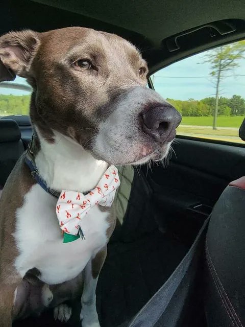 This is Atlas. He's a 5 year-old assorted mix breed who's favorite activities include hiking, snuggles and eating treats. Atlas' human is Gigi Green, DO, '22.