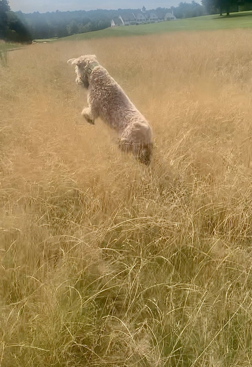 TerrierWheaten's tweet photo. Aha! The zombies can’t get away with my ninja moves!
#wheatenterrier #dogsoftwitter #ninjamove #jump https://t.co/oFSXkCchRL