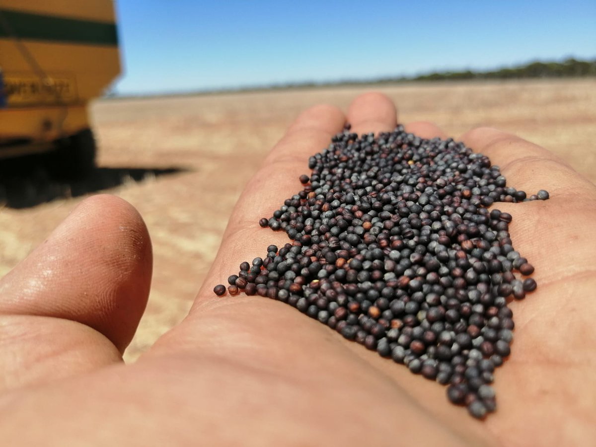 NutrienAg_MB's tweet photo. Why is it important to buy certified seed? We can list a few things for you-- Quality, #Guaranteed. 
Clean, high yielding, high germ - it's what you expect, and what you deserve #ItsProven https://t.co/8ritssk43W