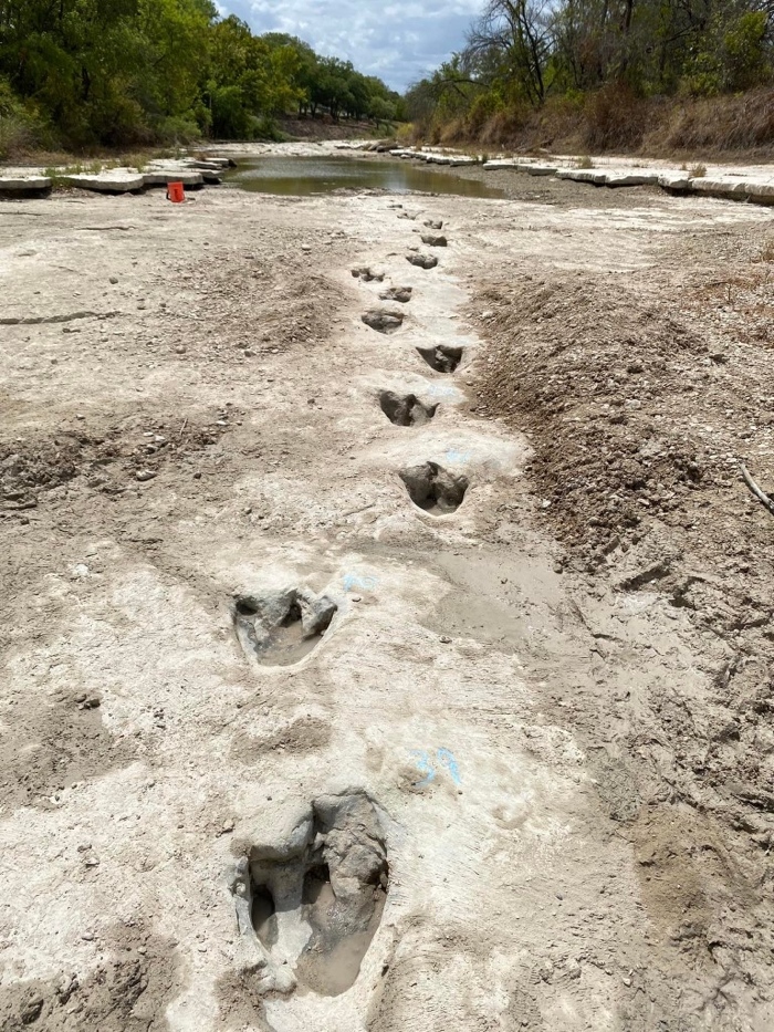 A drought in Texas dried up a river flowing through Dinosaur Valley State Park, exposing tracks from giant reptiles that lived some 113 million years ago. Most of the tracks were made by Acrocanthosaurus, which weighed 7 tons as an adult and stood 15 feet tall.
#Acrocanthosaurus