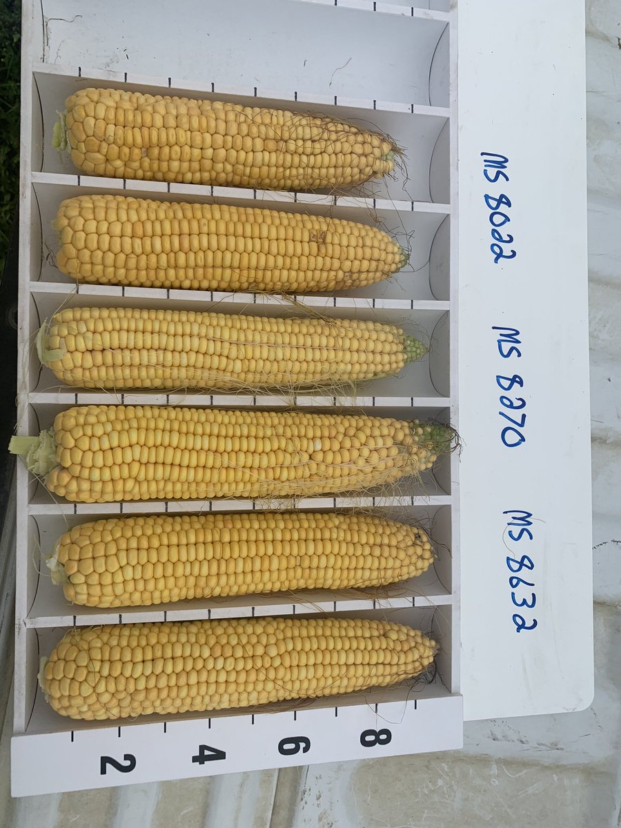 schab89's tweet photo. Now that will feed some cows!! Maizex silage specifics putting out massive cobs in southern Manitoba. @MaizexWest #MS8022 #MS8270 #MS8632 #cowchow https://t.co/pzwe7Ol2Ou