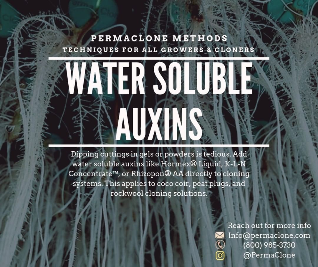 Welcome to another #PermaCloneMethods. This fine Sunday we're talking about water soluble auxins #PermaClone