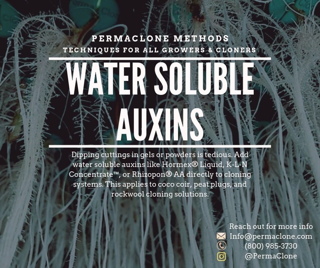 PermaClone's tweet photo. Welcome to another #PermaCloneMethods. This fine Sunday we're talking about water soluble auxins #PermaClone https://t.co/Iyrj6WJe4O