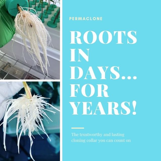 Looking for results on the long run? We've got you covered #PermaClone #Cloning #CloningCulture #Roots