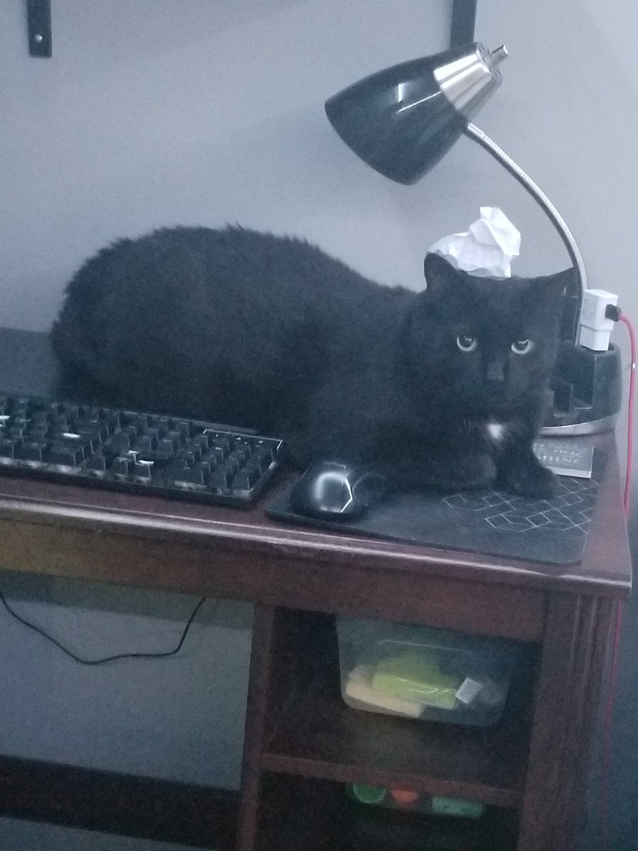 CoolDMan07's tweet photo. @NaoriSnowheart All the time, it makes me feel like my cat last night that went on my laptop https://t.co/Hm5dgeAgN6