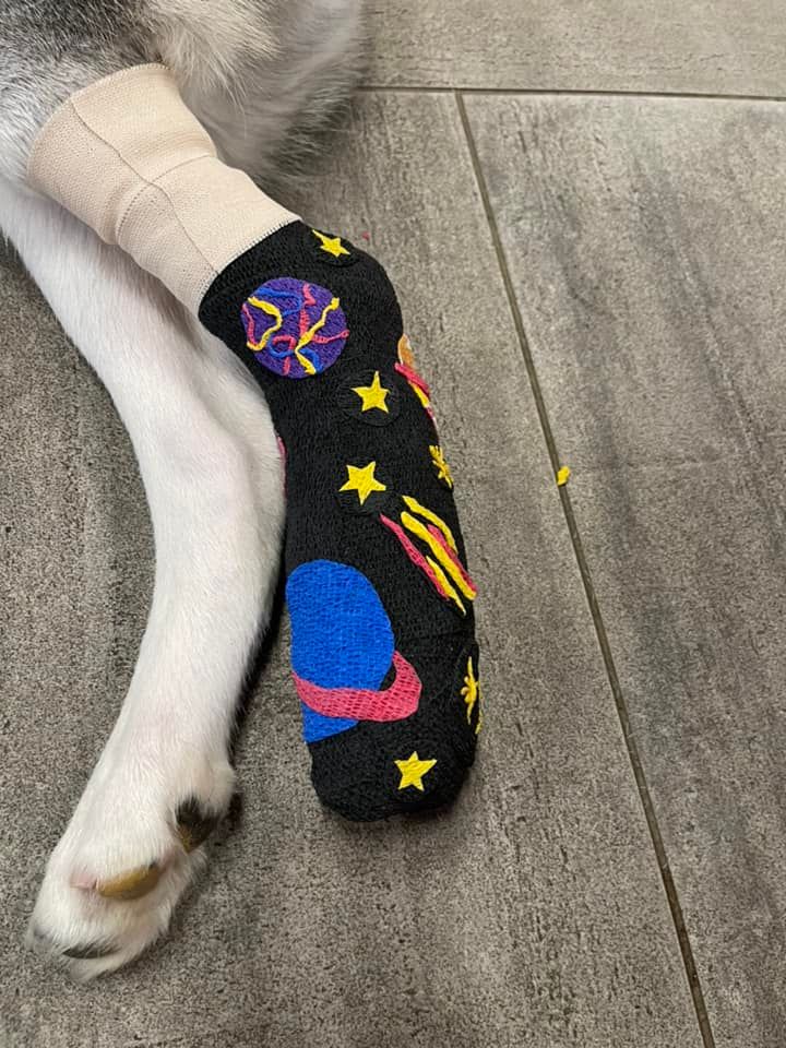 VEGERforpets's tweet photo. Look at this amazing wrap art π§βπ¨π Should we do another contest? π
#VEG #veterinaryemergencygroup #whyVEG #vetlife #VEGolution #vetwrap #veterinarian #veterinarymedicine #dogs #dog #petsofinstagram #petfun https://t.co/7LNQR0B3Cn
