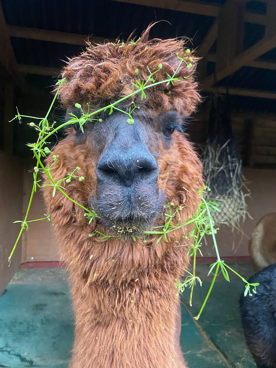 She is beauty, she is grace, she is Miss United States... 👸😭👋