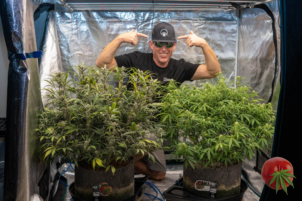 canamatoes's tweet photo. Fastbuds Gorilla Punch & Amnesia Zkittles day 63 ๐ค MegaPot,Monkey Nutrients, Mars Hydro FC6500. All the grow details of these 2 are on my blog ๐ปโฎ๏ธโค๏ธ@Fast_Buds
@MarsHydroLight
#Mmemberville
#cannabiscomunity
#growyourown
#autoflowers
#canacommunity
#canastyle
#canamatoes https://t.co/m1mLkjAALG