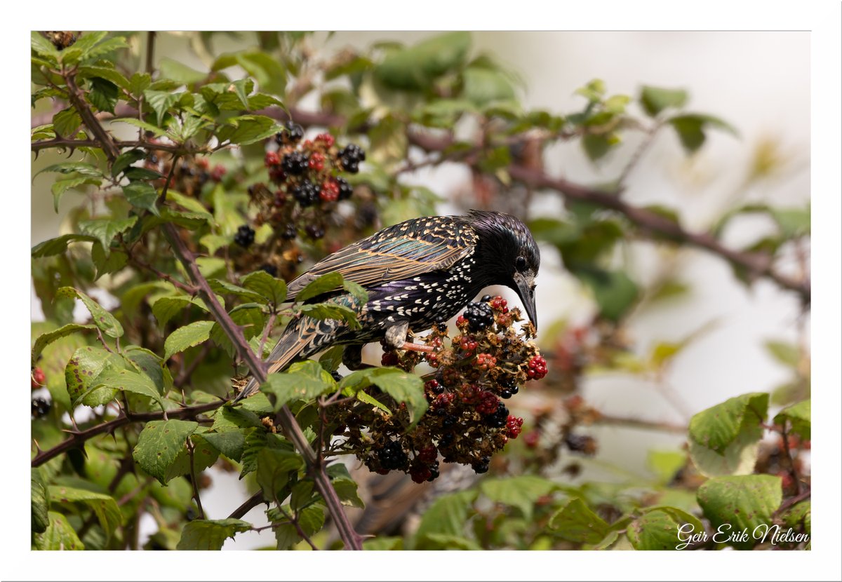 Geir Erik Nielsen tweet media