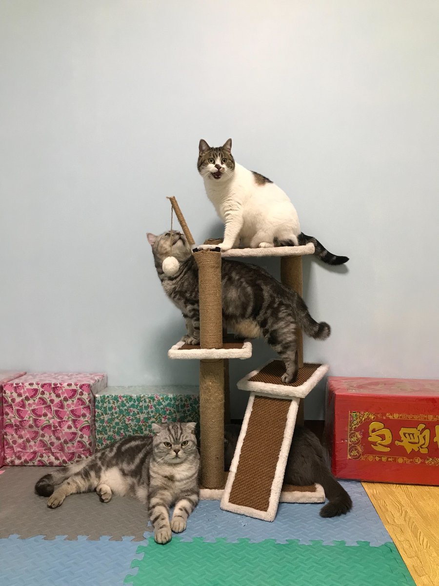 พรุ่งนี้จะได้เจอเด็กๆ แล้ววว คุณหมอตรวจสุขภาพให้เด็กๆ (แจมตรวจไปก่อนแล้ว) เท่อกะมิ้วแข็งแรงมากๆ ส่วนหมาก้า หมอบอกว่า อยู่ในเกณฑ์เฝ้าระวังค่าไต ฮื่อออออ บอกเลยว่า เคียสสสส พรุ่งนี้ตอนไปรับก็ค่อยปรึกษาหมอว่าต้องคุมอะไรยังไง เหน่ย 🥲